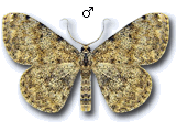 Scopula (Calothysanis) rufomixtaria