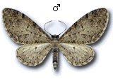 Eupithecia lentiscata