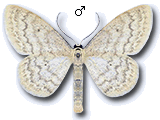 Scopula (Ustocidalia) floslactata