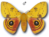 MU