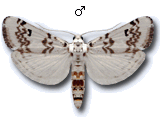 Euzophera lunulella