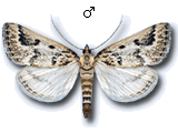 Palepicorsia ustrinalis