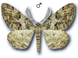 Peribatodes secundaria
