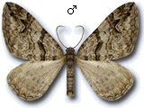 Pareulype berberata