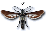 Negotinthia myrmosaeformis