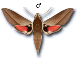 Theretra alecto