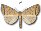 Herminia grisealis
