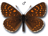 Melitaea (Mellicta) britomartis