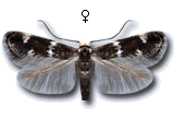 Elachista (Elachista) albifrontella