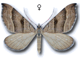 Aplocera columbata