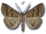 Polypogon (Microphtha) plumigeralis