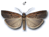 Pediasia contaminella