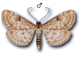 Anania perlucidalis