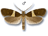 Eidophasia messingiella