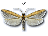 Batrachedra pinicolella