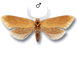 Crassa tinctella