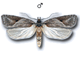 Exaeretia allisella