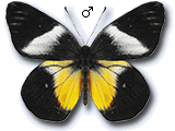 MU