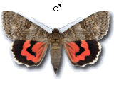 Catocala nupta