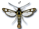 Pyropteron (Synansphecia) triannuliformis