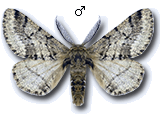 Lycia hirtaria