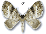 Pterapherapteryx sexalata