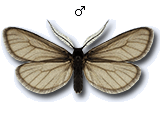 Heterogynis penella