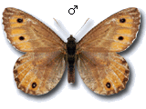 Oeneis (Oeneis) glacialis