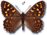 Pararge xiphioides
