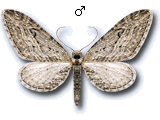 Eupithecia unedonata