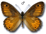 Hipparchia (Parahipparchia) aristaeus
