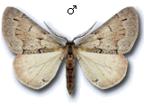 Adalbertia castiliaria
