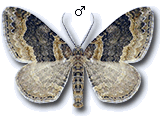 Xanthorhoe ferrugata