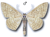 Idaea consanguinaria