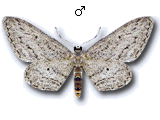 Idaea calunetaria