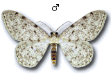 Idaea cervantaria