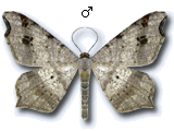 Macaria alternata