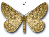 Sciadia operaria