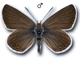 Kretania eurypilus