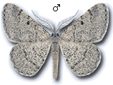 Acanthovalva inconspicuaria