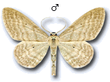 Idaea ossiculata
