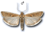 Ancylosis samaritanella