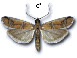 Pseudosyria malacella