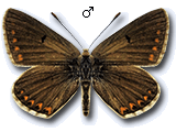 Aricia (Aricia) montensis