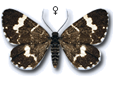 Trichodezia haberhaueri