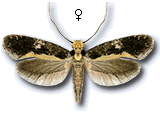 Monopis obviella