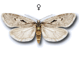 Semioscopis avellanella