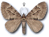 Epilobophora sabinata