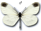 Leptidea juvernica