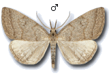 Pechipogo (Pechipogo) strigilata